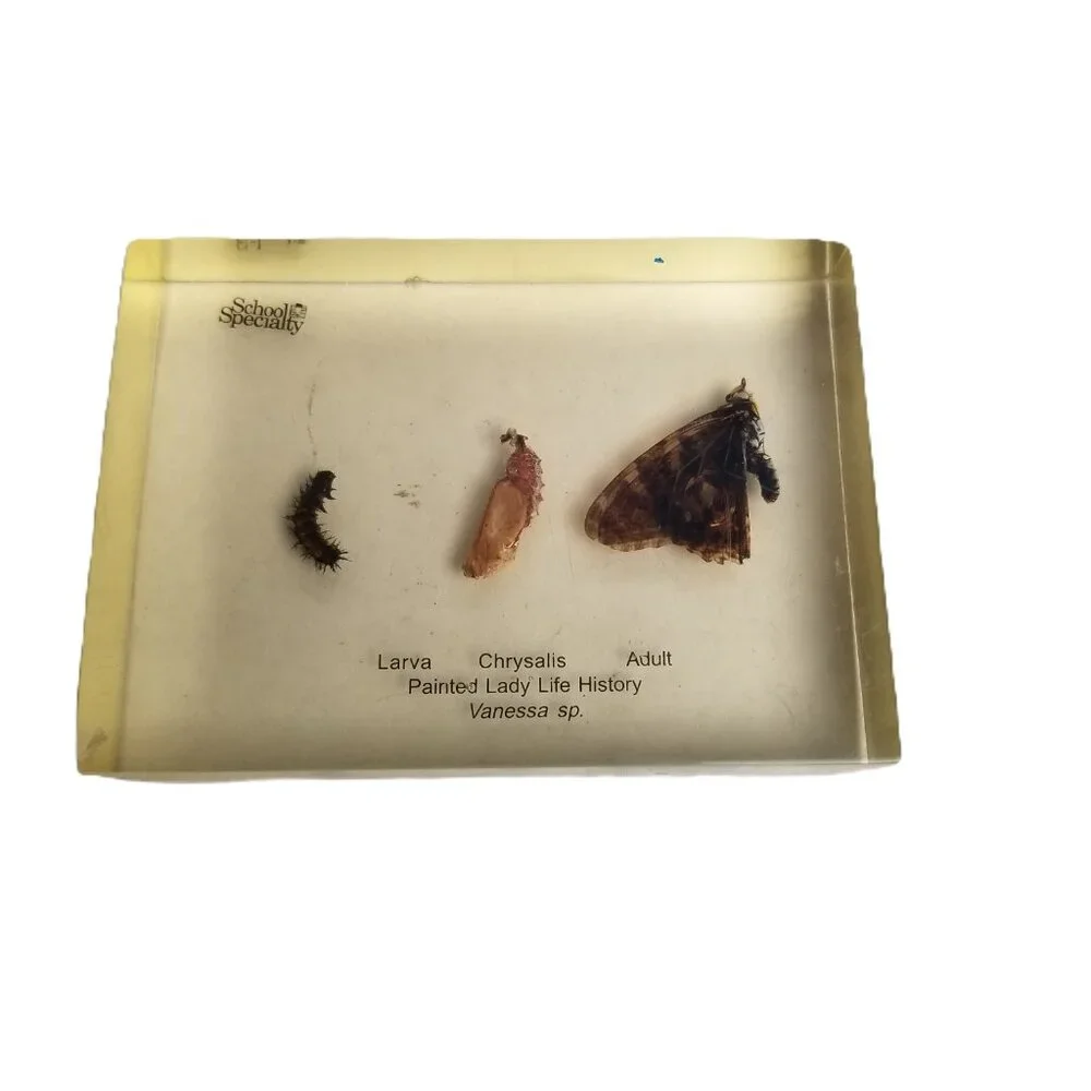 School Specialty Painted Lady Butterfly Life Cycle Specimen Block STEM Science